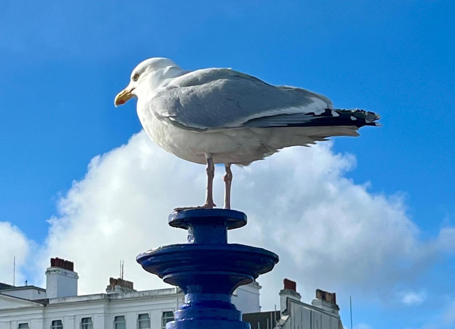 "The Quirky" Seafront Apartment Torneo de Torneo de Eastbourne Exterior foto
